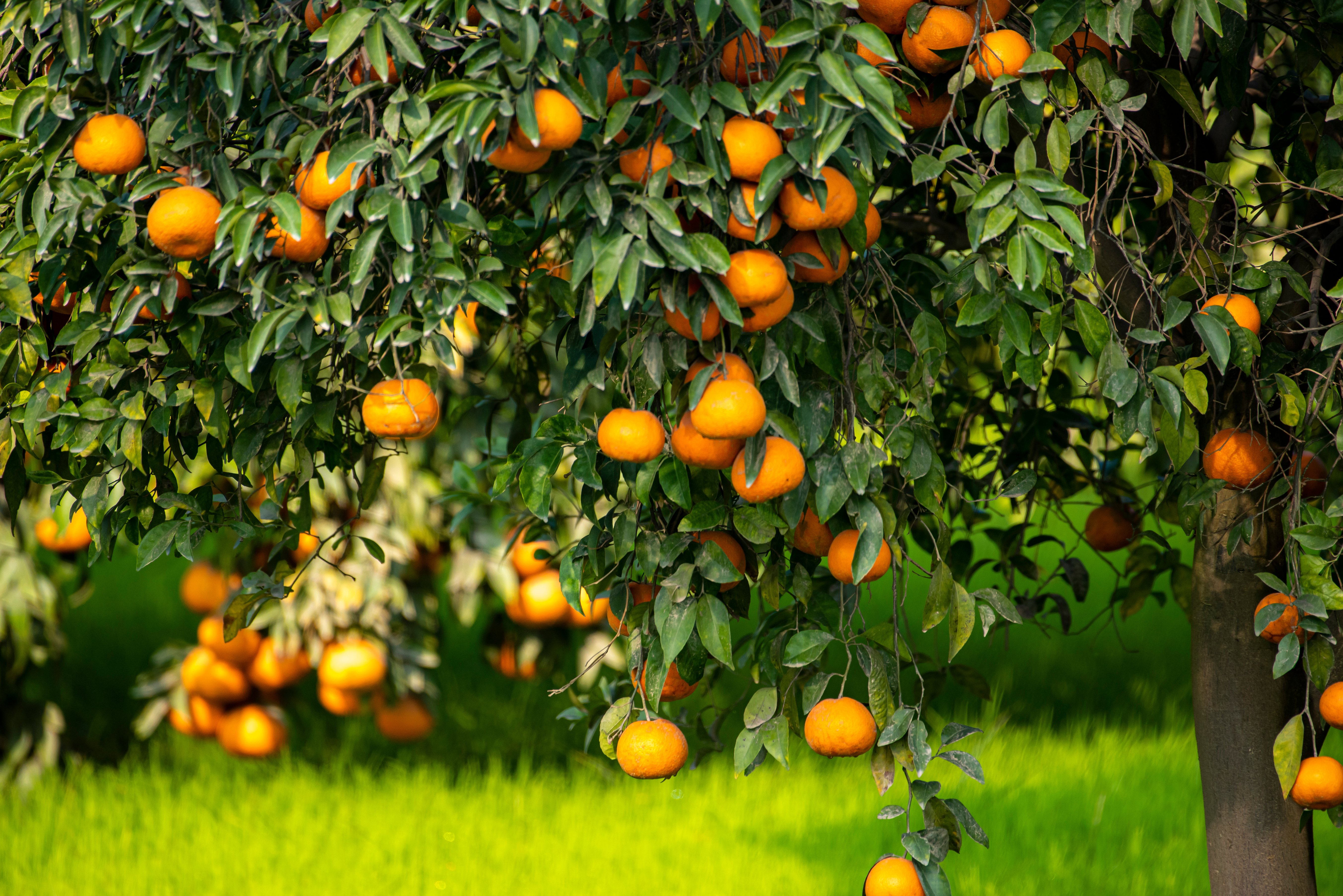 mango trees in citrus farm