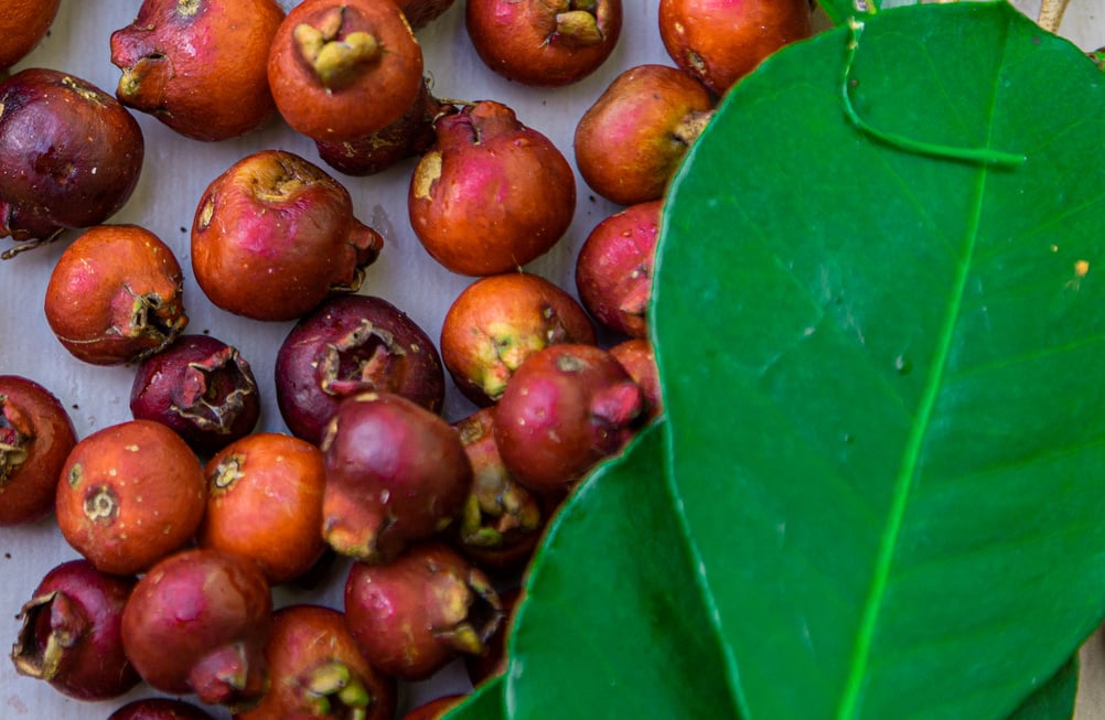 Red Araçá (Psidium cattleyanum). Botanical family: Myrtaceae.